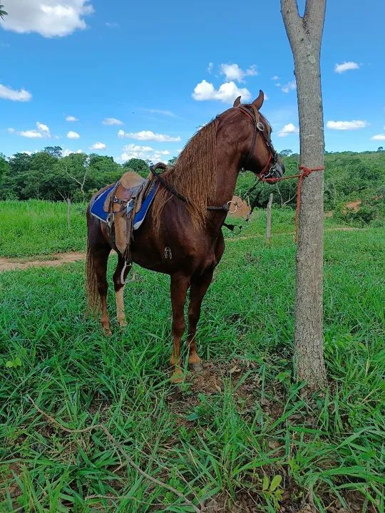 Garanhão mangalarga registrado  - Foto 3