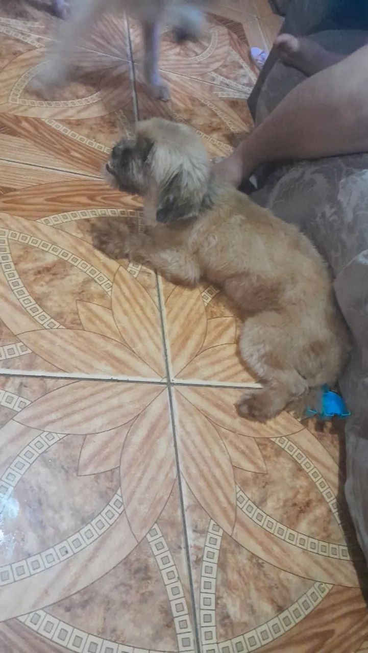  Shih Tzu fêmea pra vender logo - Foto 4