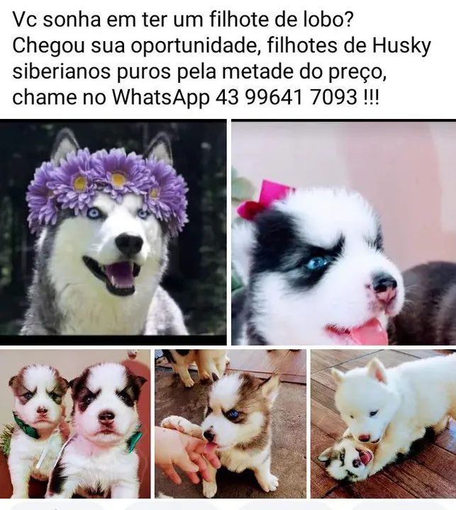 Filhotes de Husky Siberiano puros - Metade do preço!