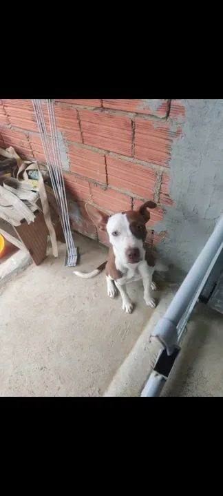 Filhote Pitbull disponível para adoção,ela tem 10 meses e a raça é pura  - Foto 2