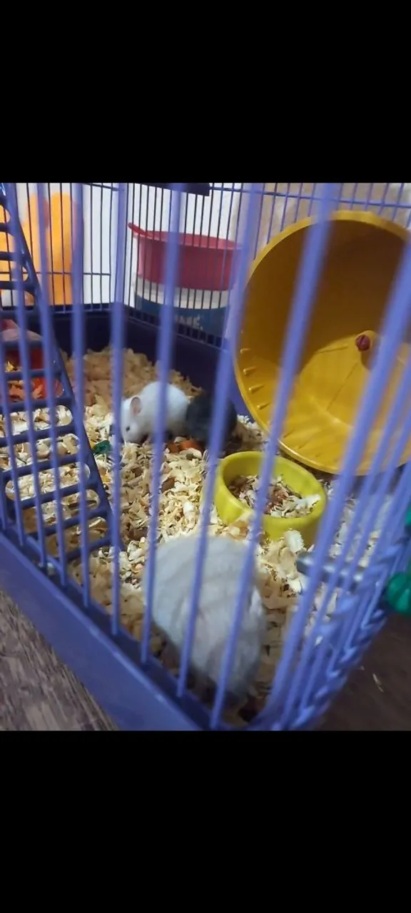 Hamster Sírio