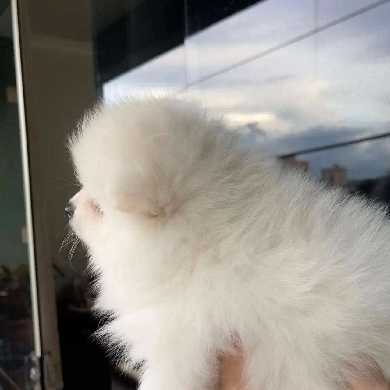 Filhote de Lulu da pomerania anã  - Foto 3