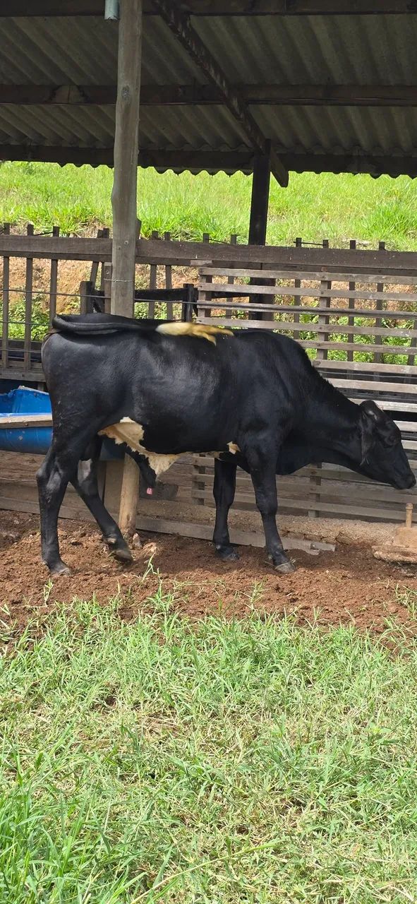 Vende-se bezerros  . A partir de 1.500 - Foto 2