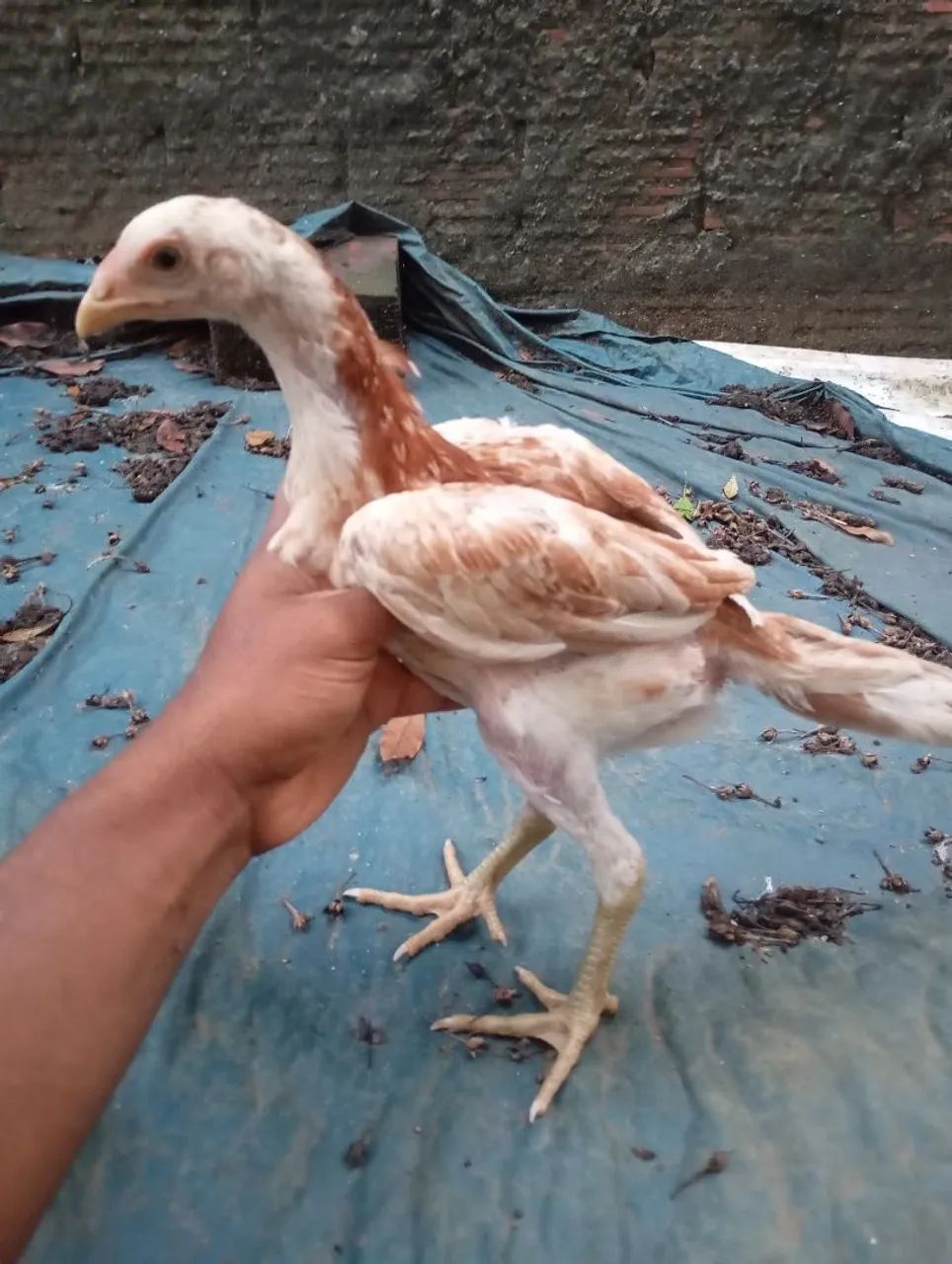 Frango de raça e duas frangas pequena - Foto 5
