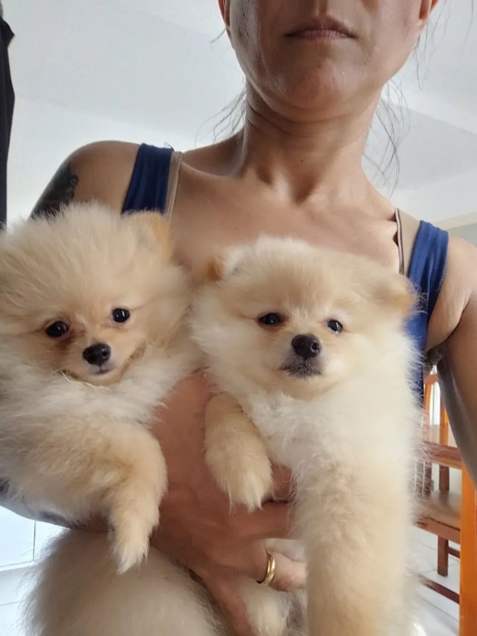 Lulu da Pomerânia mini-anão 