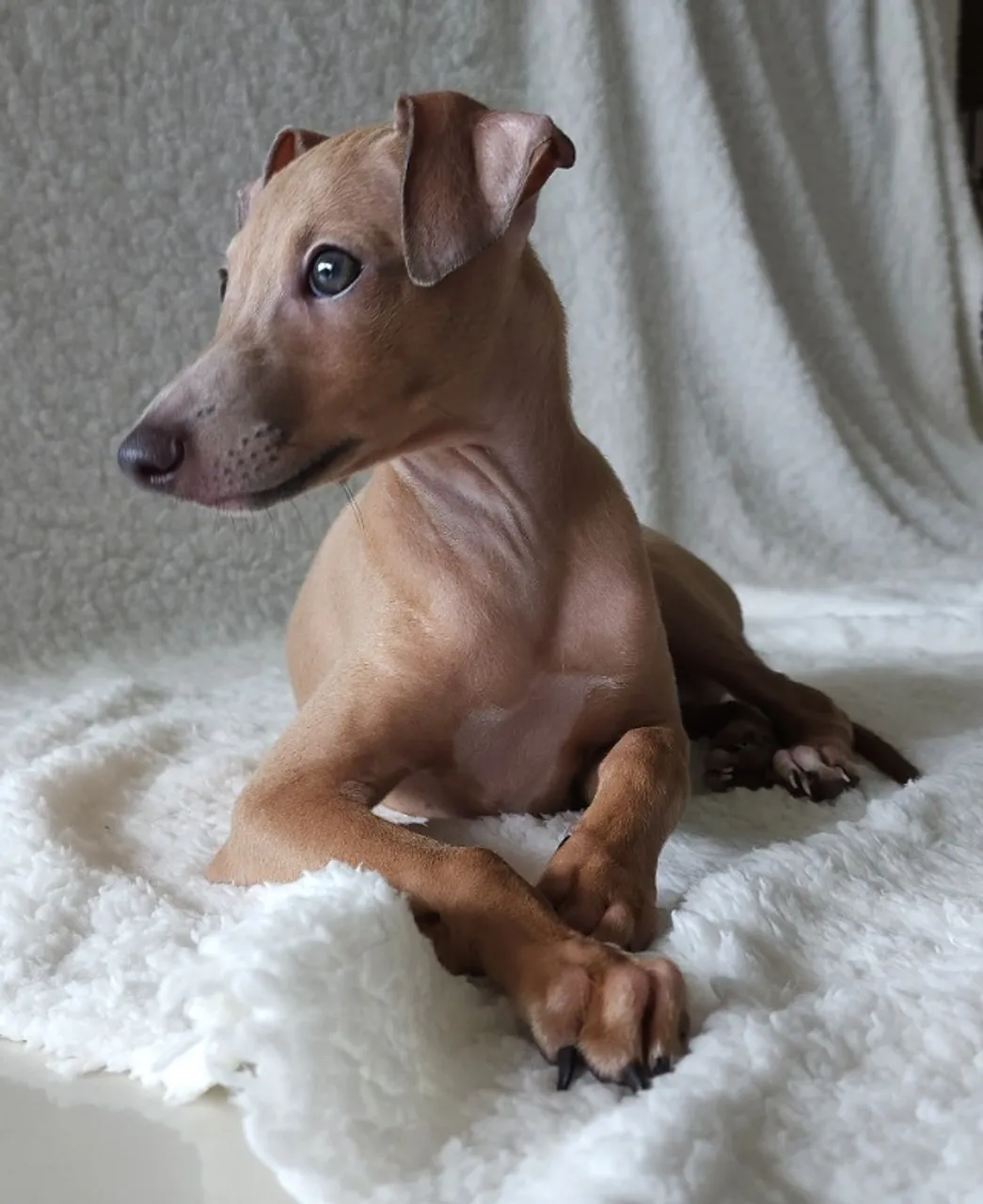 Filhotes de Galgo Italiano - (Macho4,500)& Fêmea (Linhagens Premiadas)