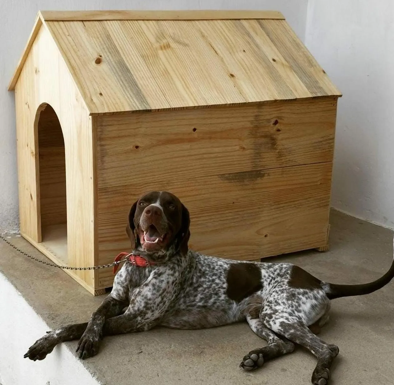 Casinha para cachorros 