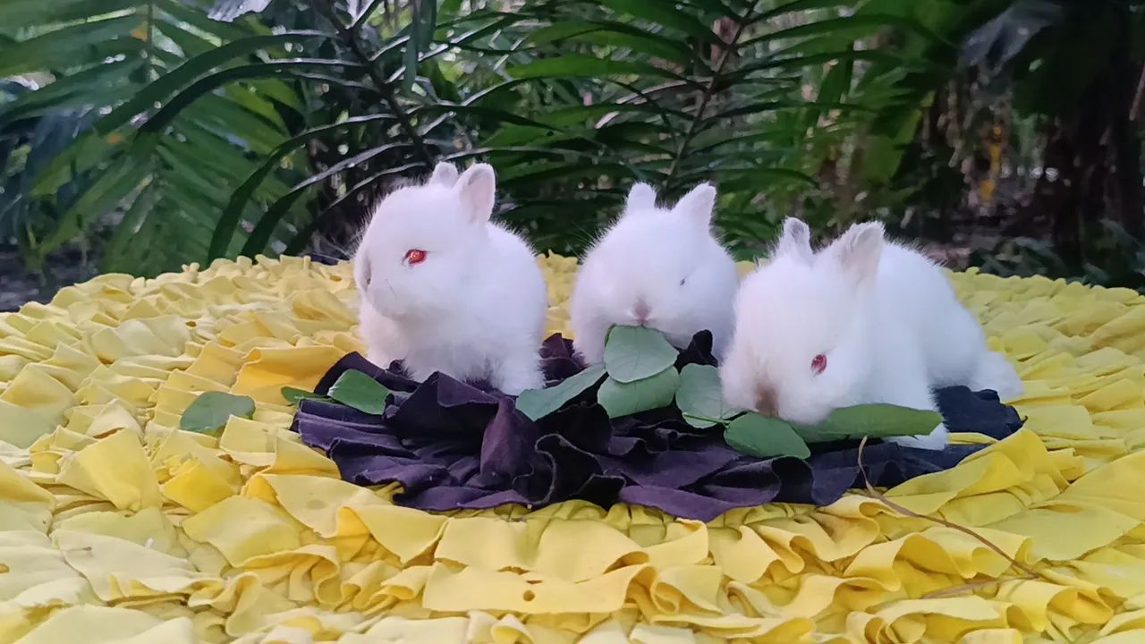 Netherland/ coelho anão  - Foto 4