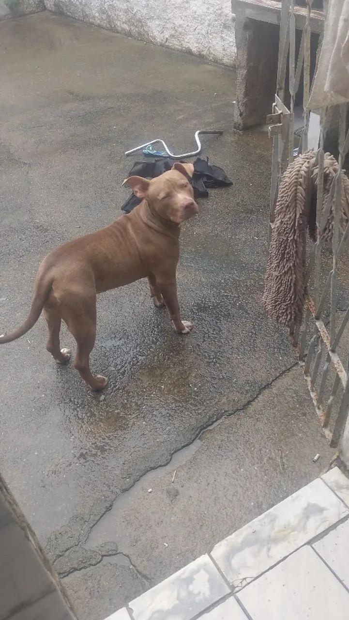Pitbull disponível para vender
