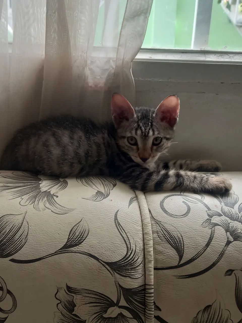 Gatinho Filhote Cinza Listrado - Para Adotar! - Foto 3