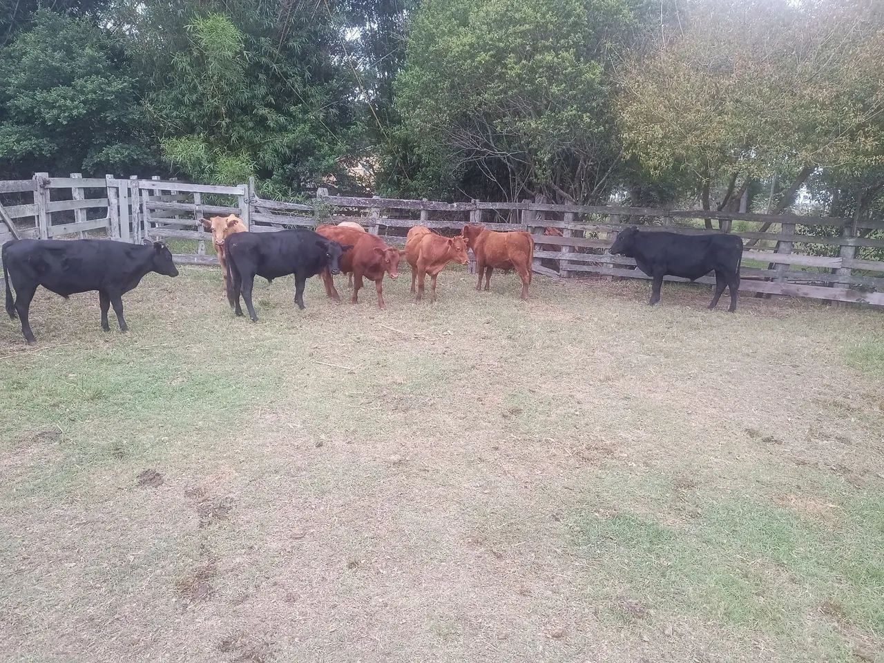 Novilhos - terneiros sobre ano - Foto 3