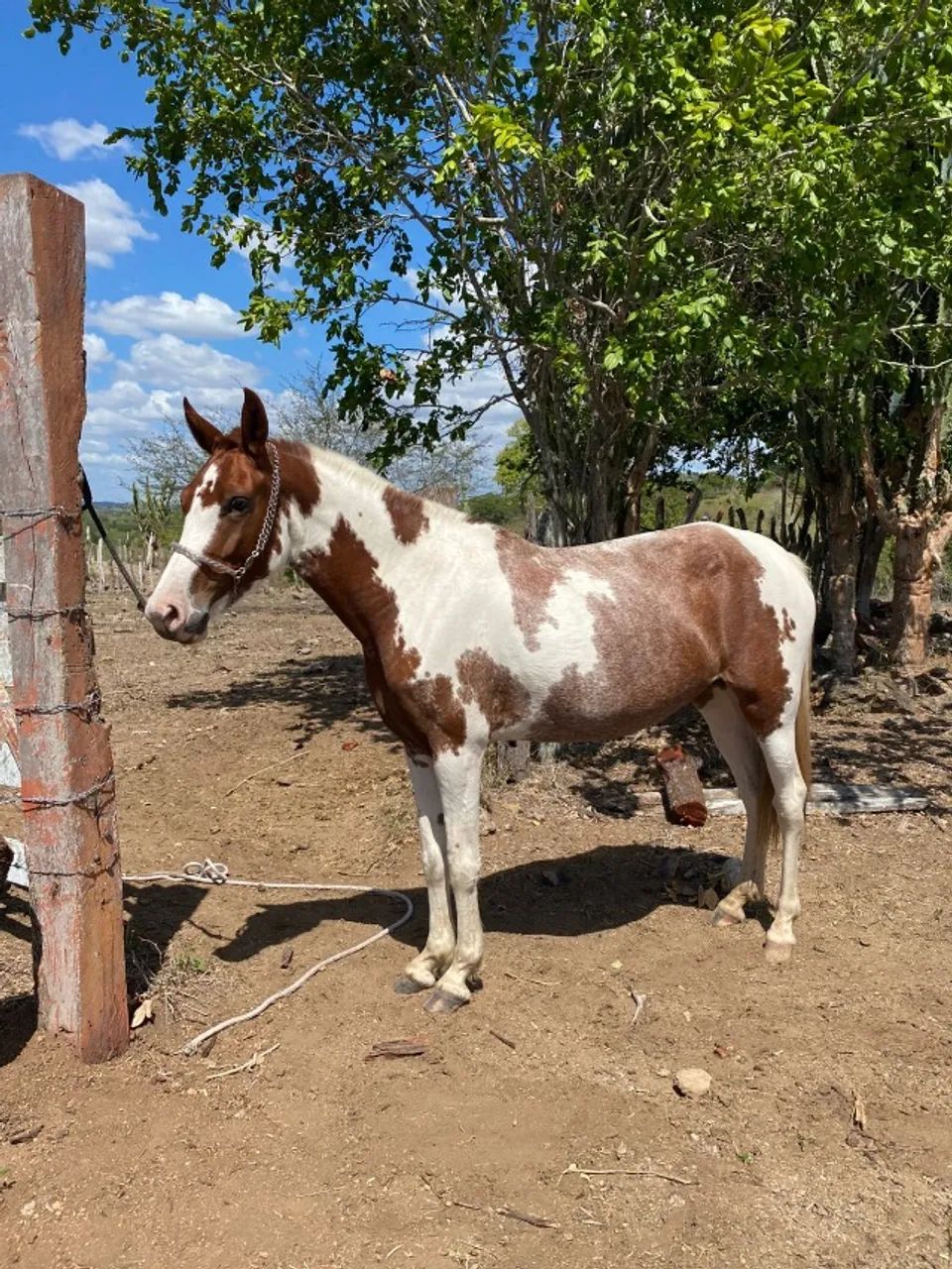 Jumento Pega - Egua Paulista - Burro Pega - Foto 4
