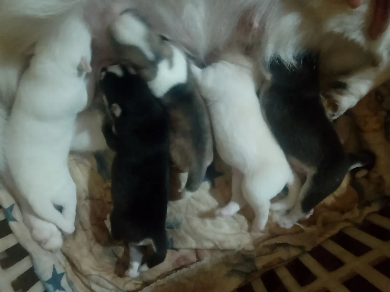Filhotes de Husky Siberiano