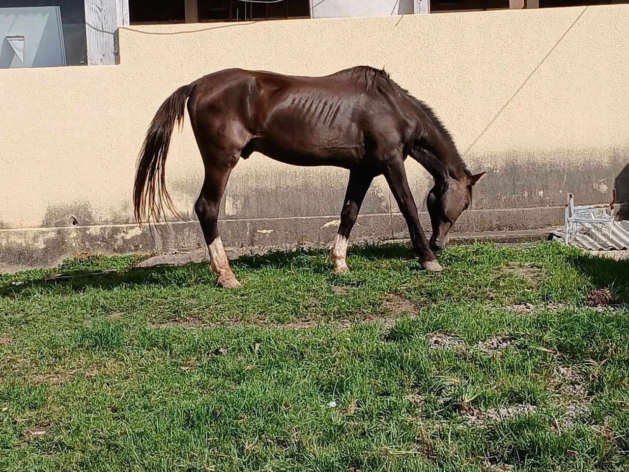 Criolo inteiro 1000 - Foto 5