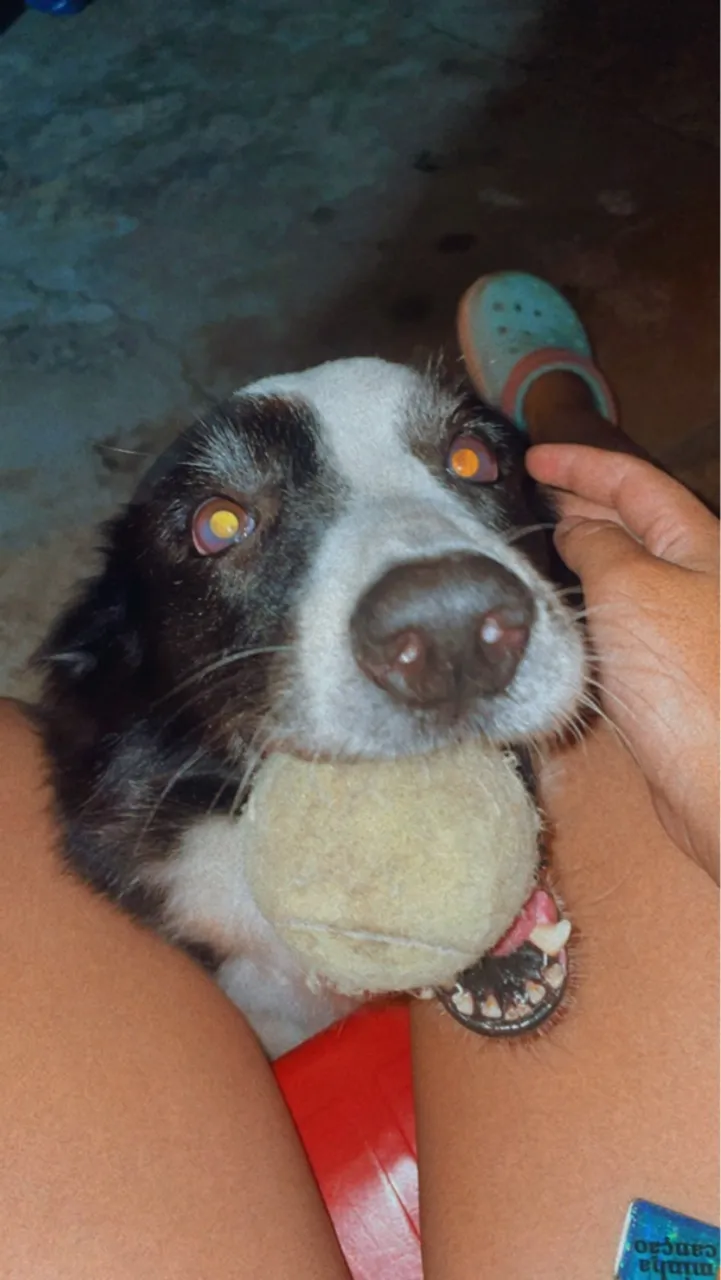 Doação Border Collie