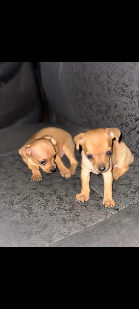 Pinscher N°1