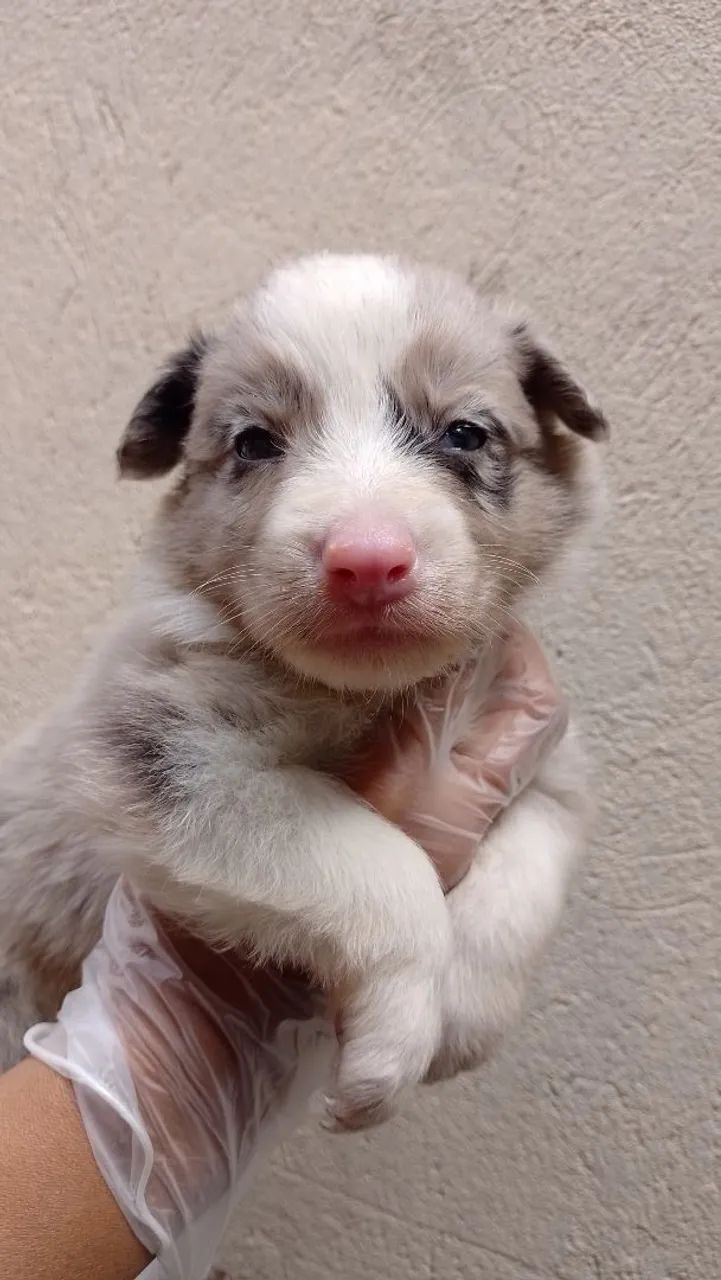 Border Collie várias cores 