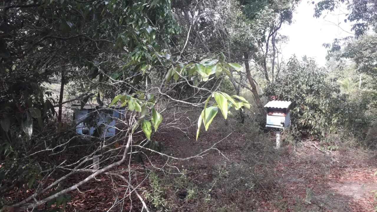 Oportunidade para empreendedores -5 hectares Porteira fechada: apiário e trator - Japarati - Foto 4