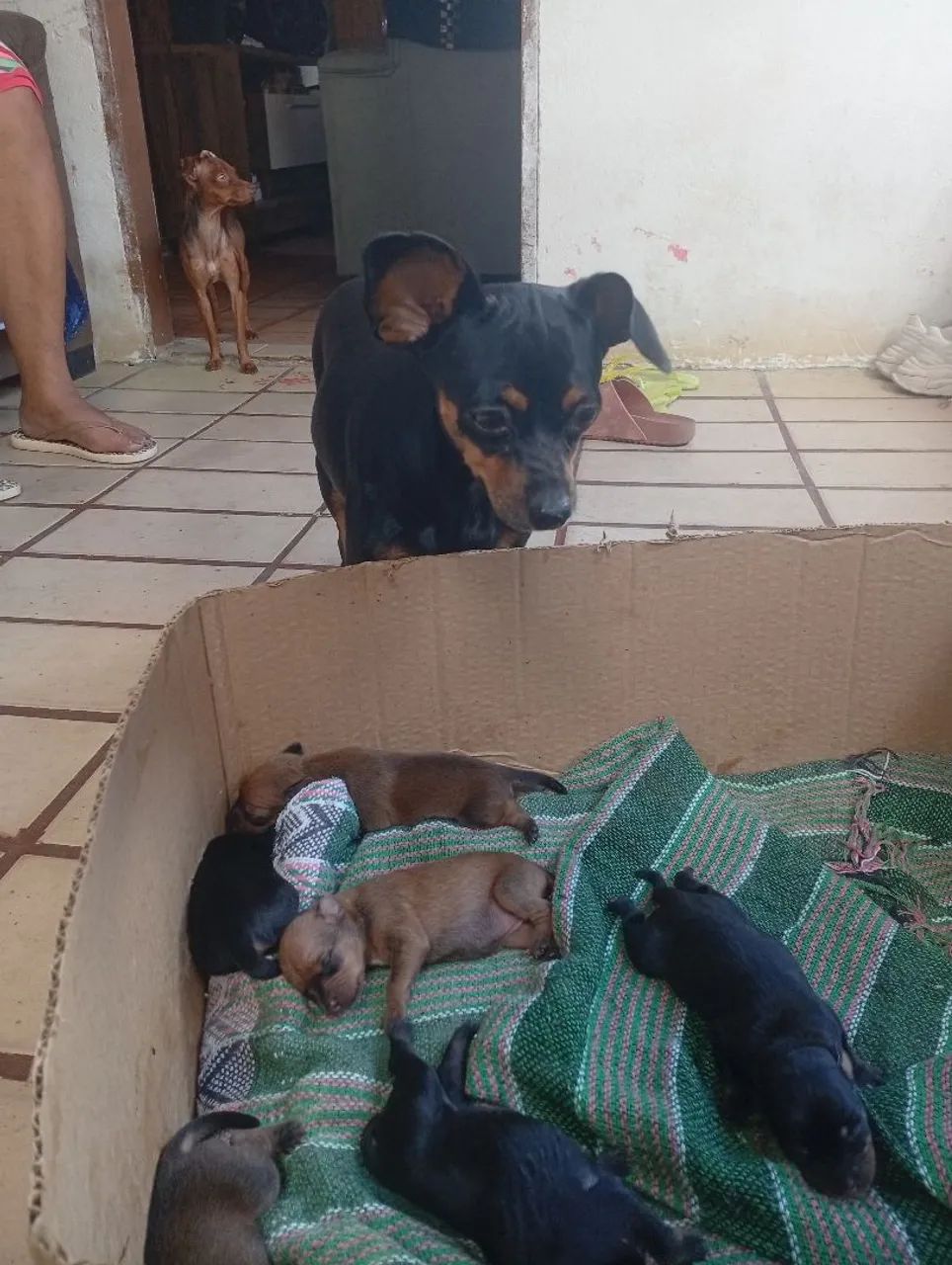 Filhotes de Pinscher - Foto 2