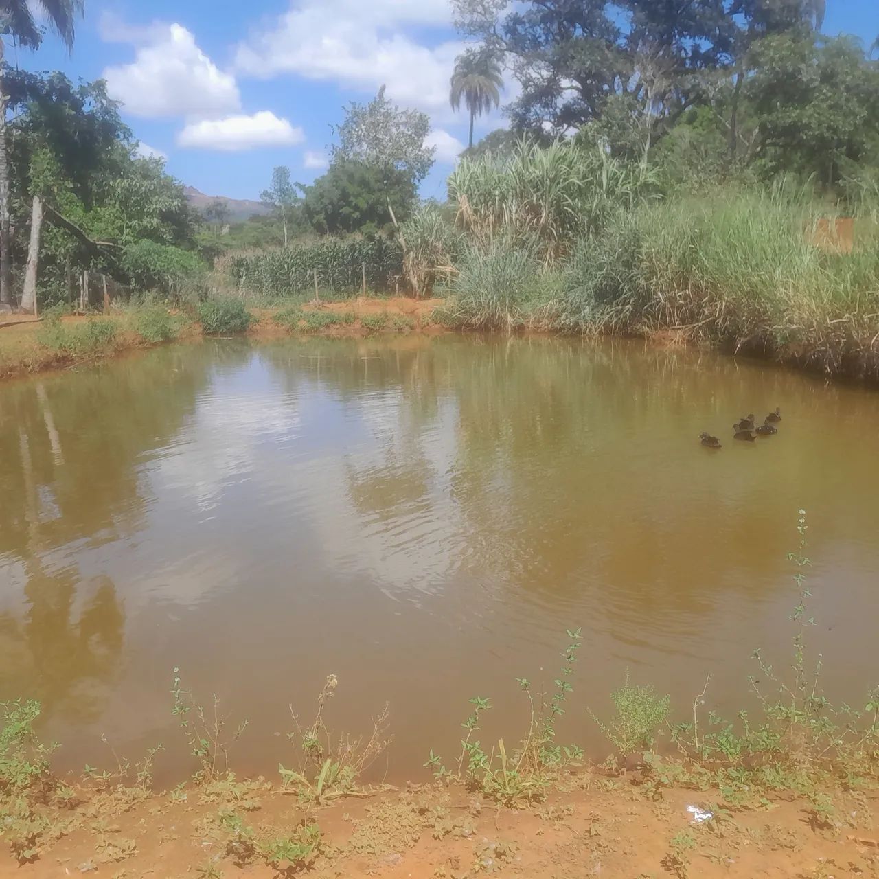 Terreno com lagoa em serra azul  - Foto 2