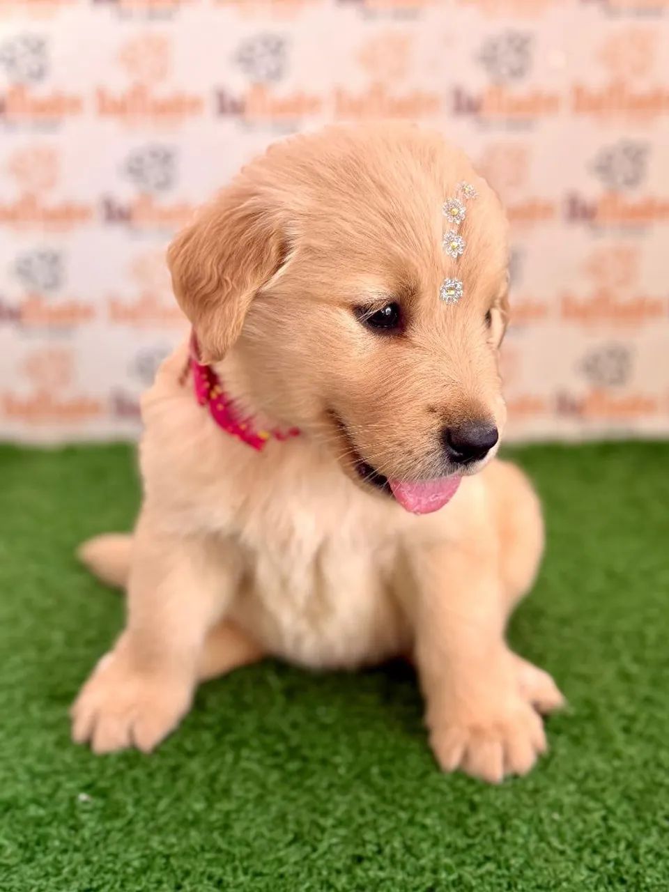 Filhote de Golden Retriever Brincalhão  - Foto 2