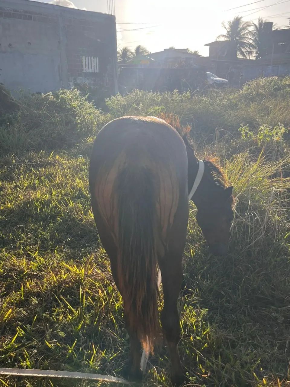 Vendo ou troco potra de 8 messes  - Foto 3