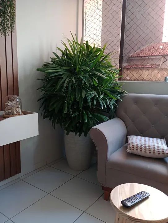 Ráfia gigante já em vaso