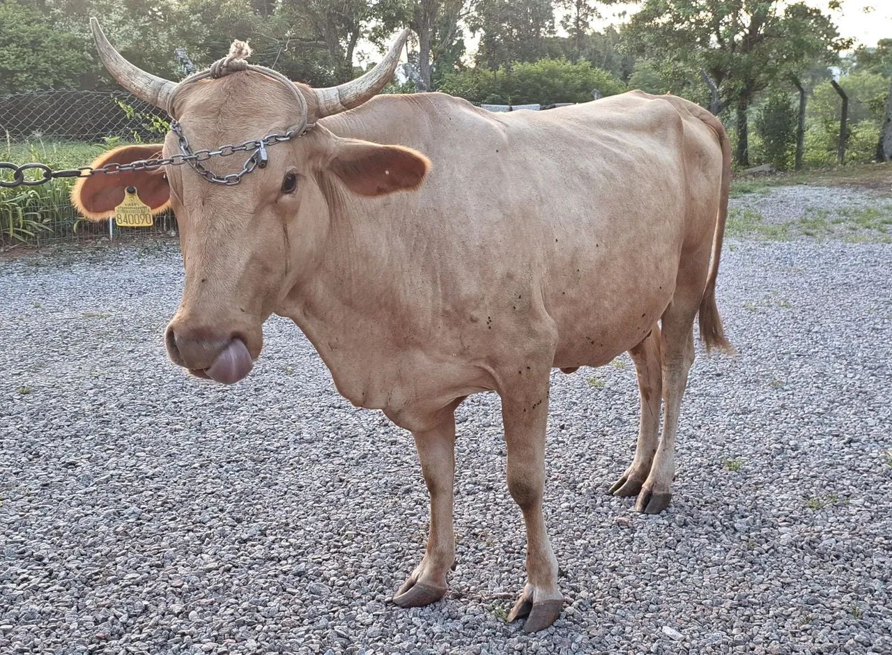 Vaca leiteira - Foto 2