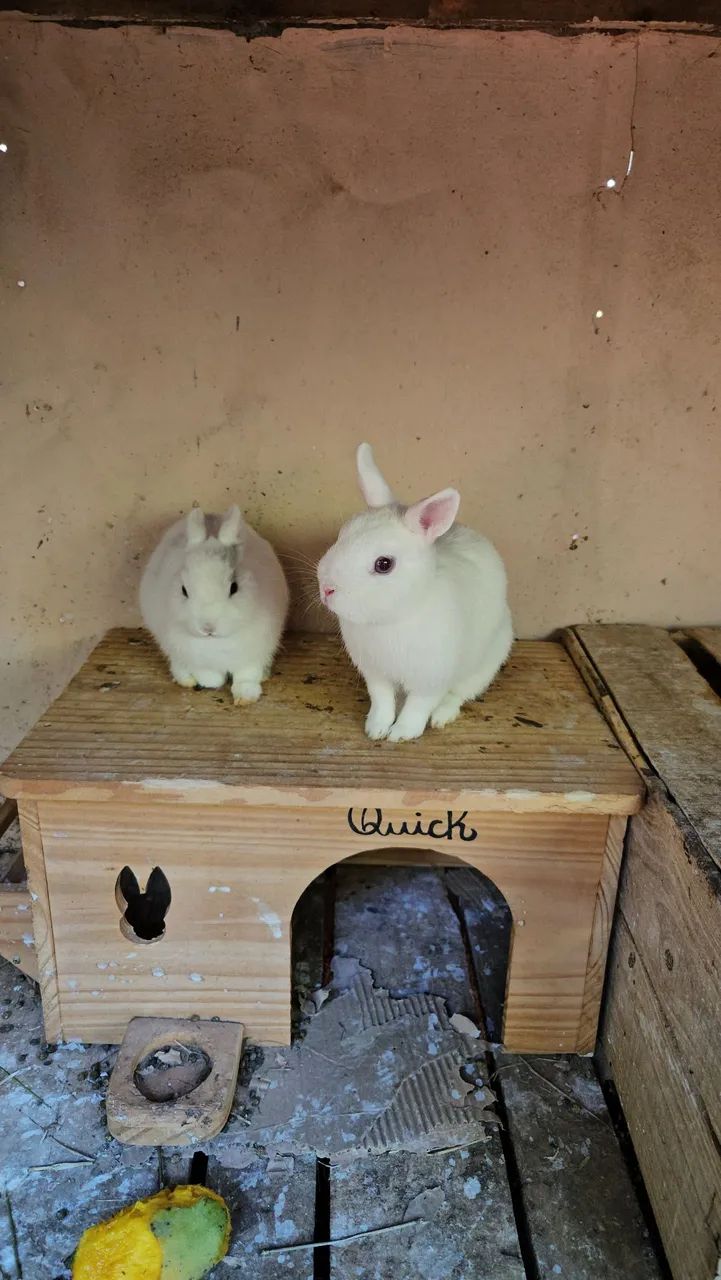 Coelho Anao Netherland 