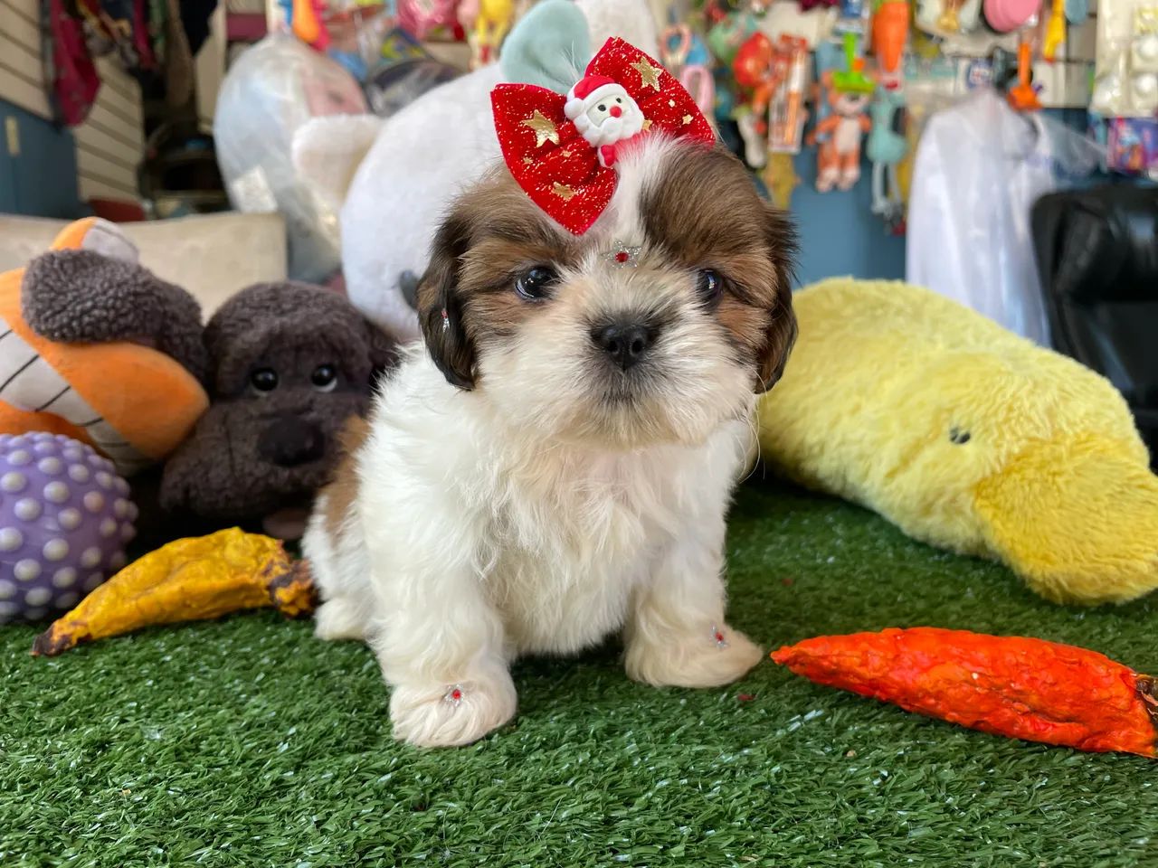 Shih tzu!!  - Foto 2