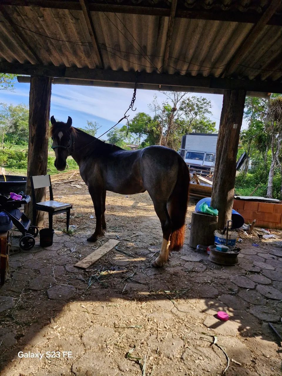 Vendo cavalo  - Foto 3