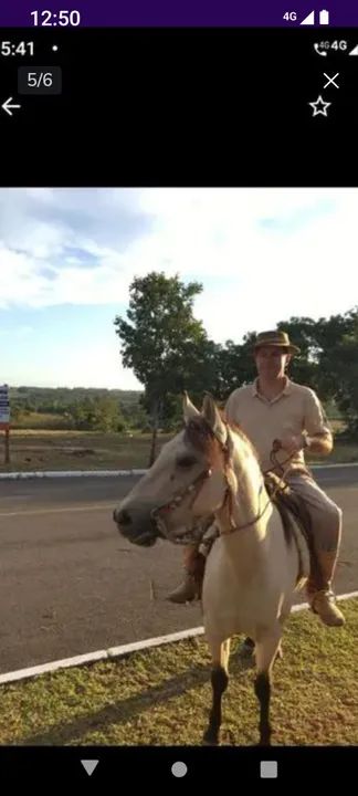 Égua baía  - Foto 4