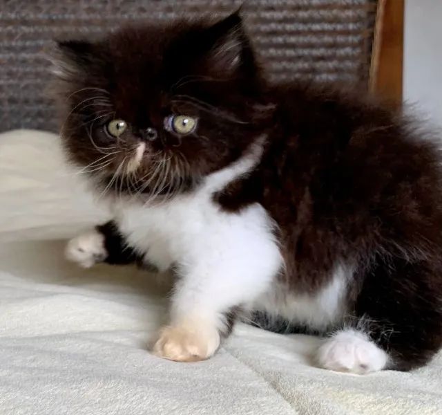 Show D/Gata Persa filhote Feméa Bicolor pelo longo extremada,C/50 Dia P/Reserva Linda. - Foto 5