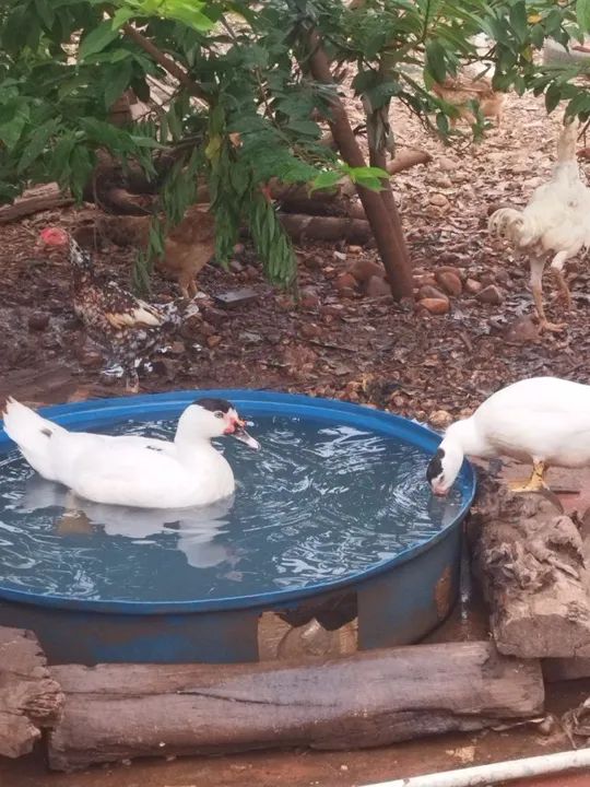 Pato desapega  - Foto 4