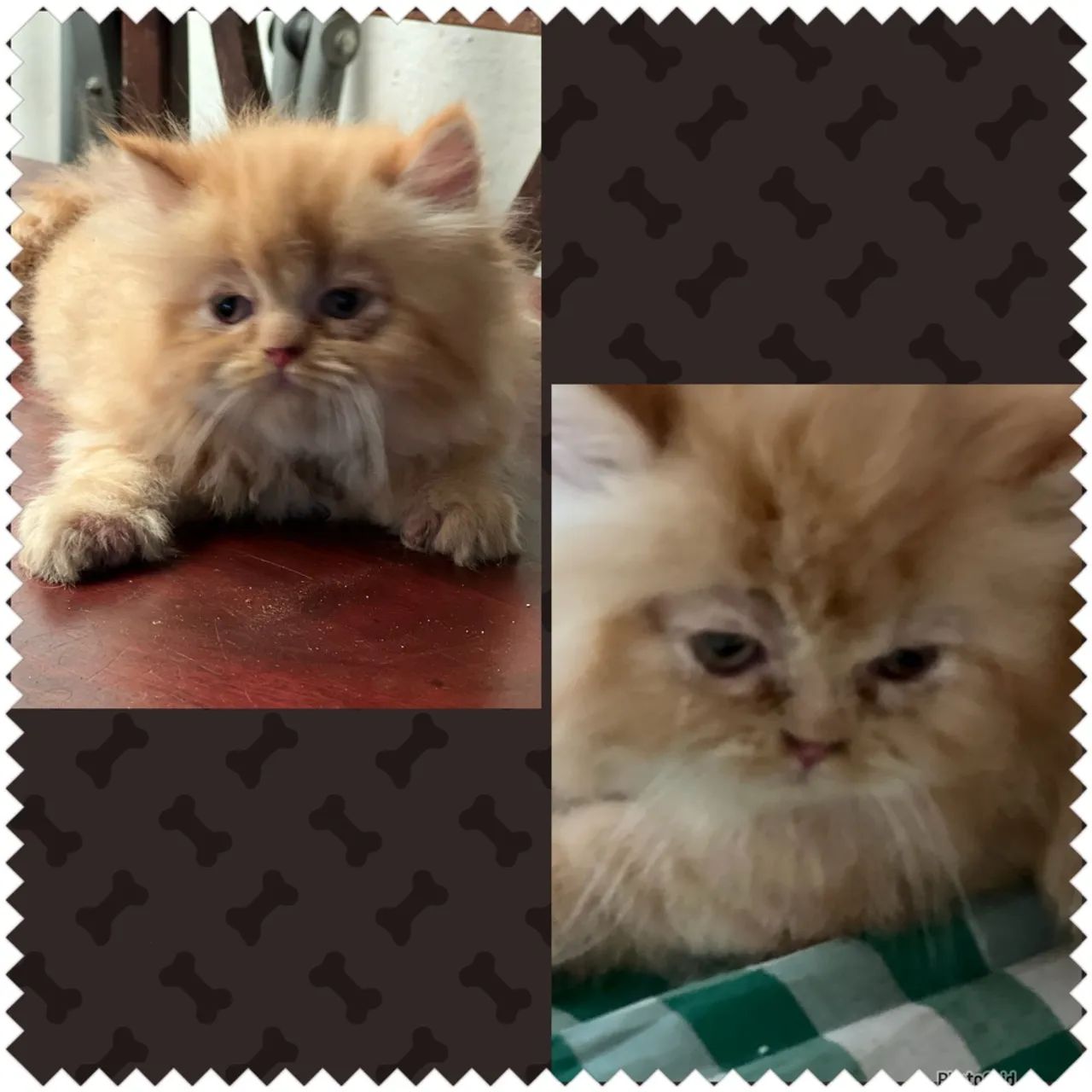  Gatinhos Persas Lindos  - Foto 4