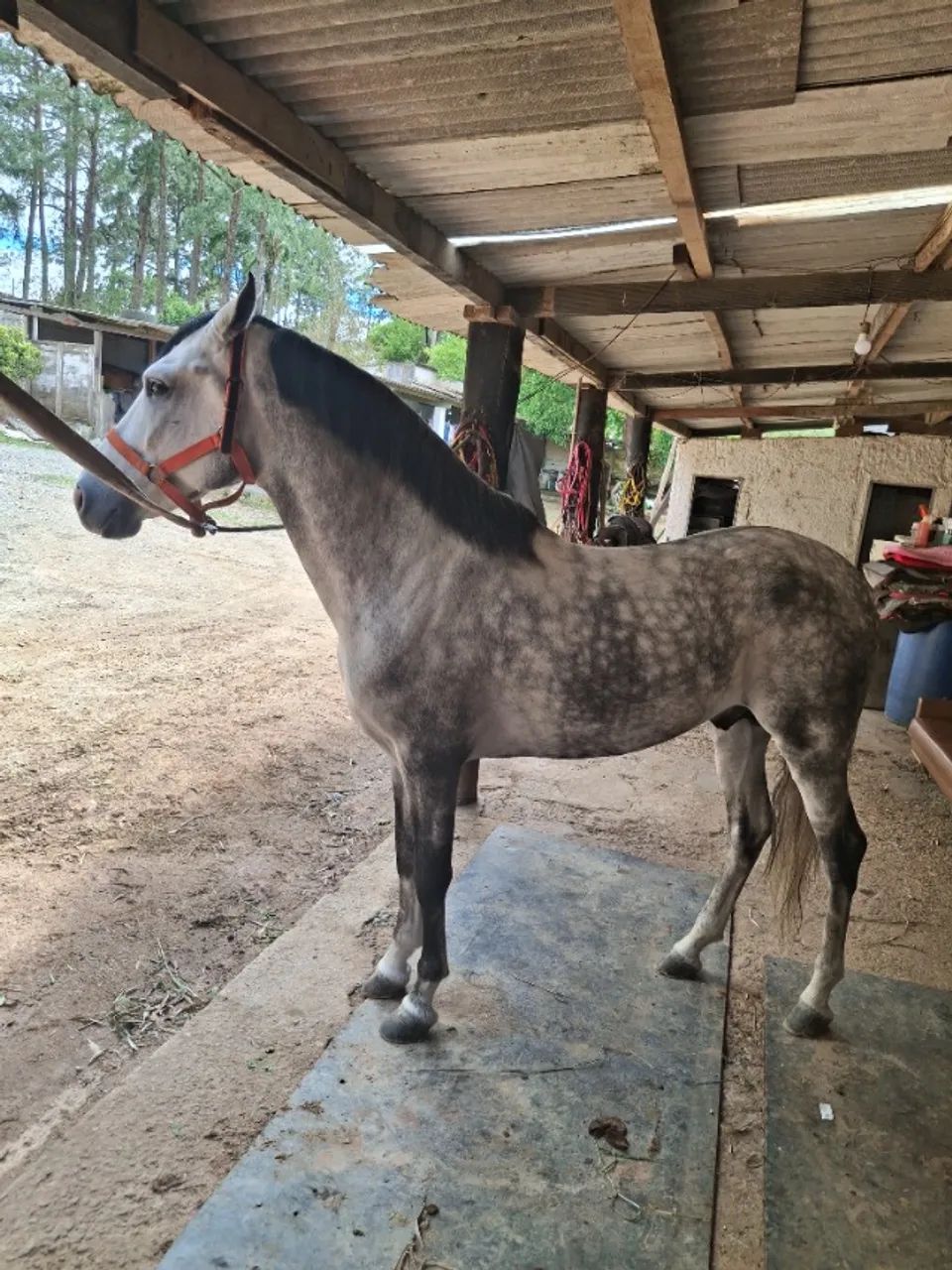 Cavalo de Sela - Mangalarga Marchador | Marcha Batida Genuína | ABCCMM - Foto 3