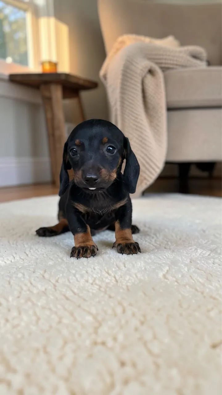 Daschund padrão Mini macho  - Foto 2