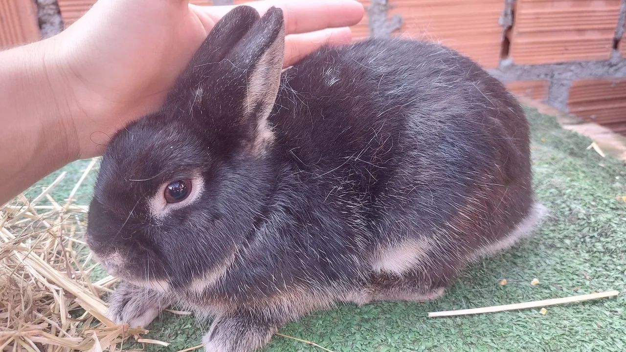 Lindo Coelho Netherland disponível - muito dócil e carinhoso  - Foto 4