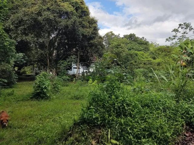 Belissima Chácara 8000M2 - Foto 2