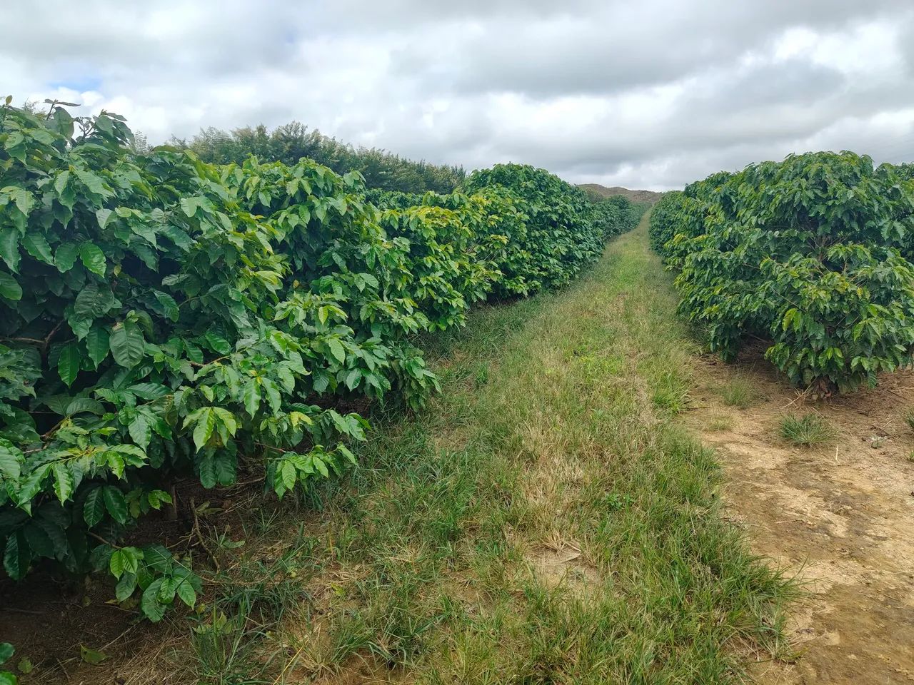 FAZENDA DE CAFÉ COM 140HECTARES, RENTABILIDADE IMEDIATA!! - Foto 4
