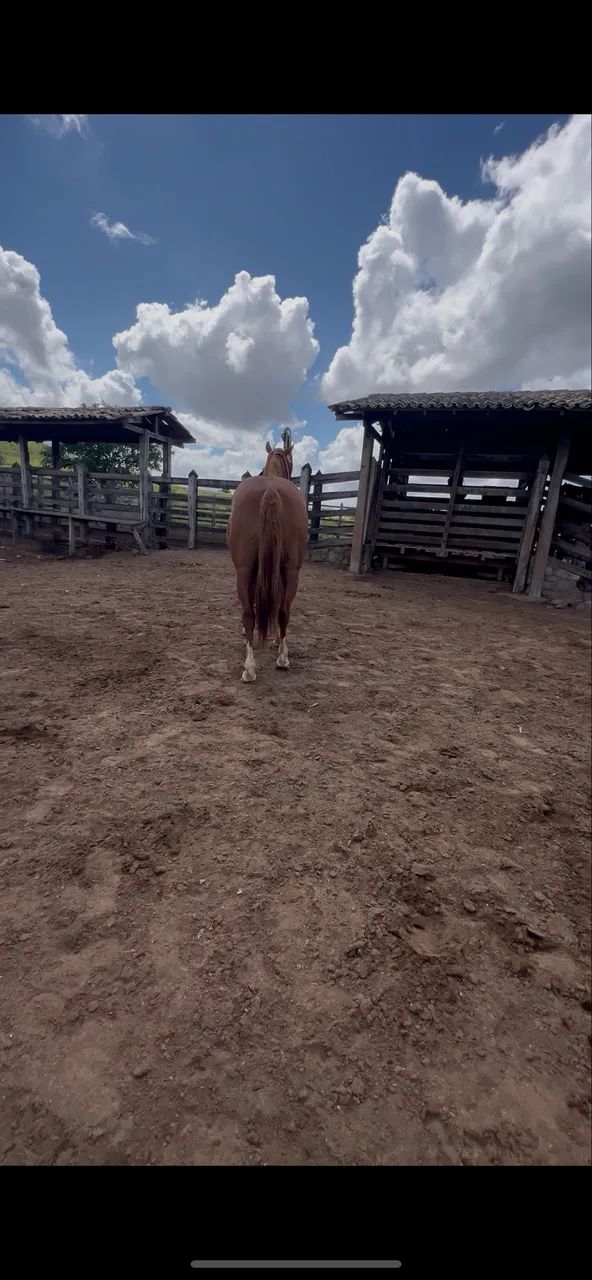 Porda quarto de milha à venda - Foto 2