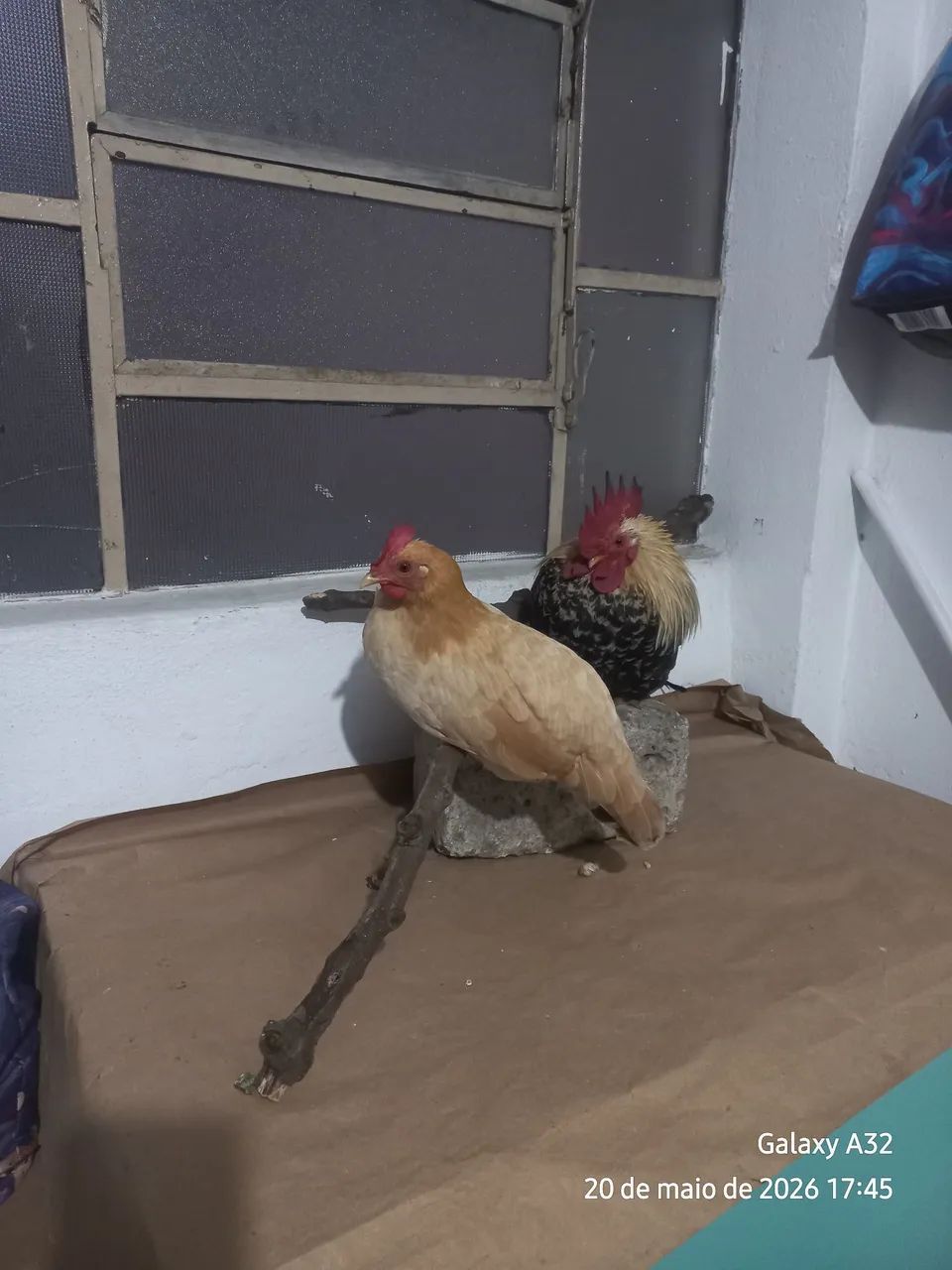 Galo e galinha garninze (mini)
