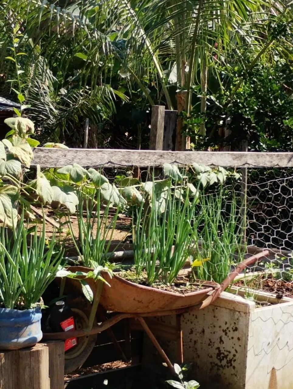 CHÁCARA PRODUTIVA A VENDA  - Foto 5