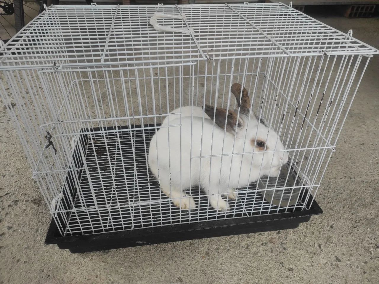 2 Coelhos com gaiola  - Foto 2