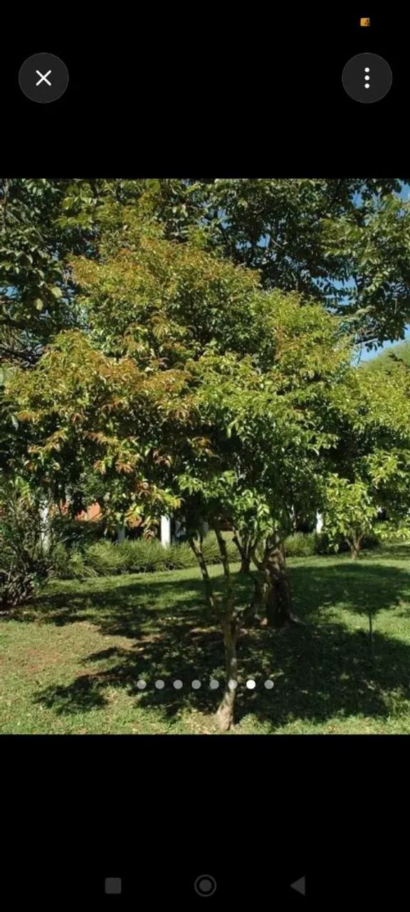 Cortes de árvores e Jardinagem  - Foto 3