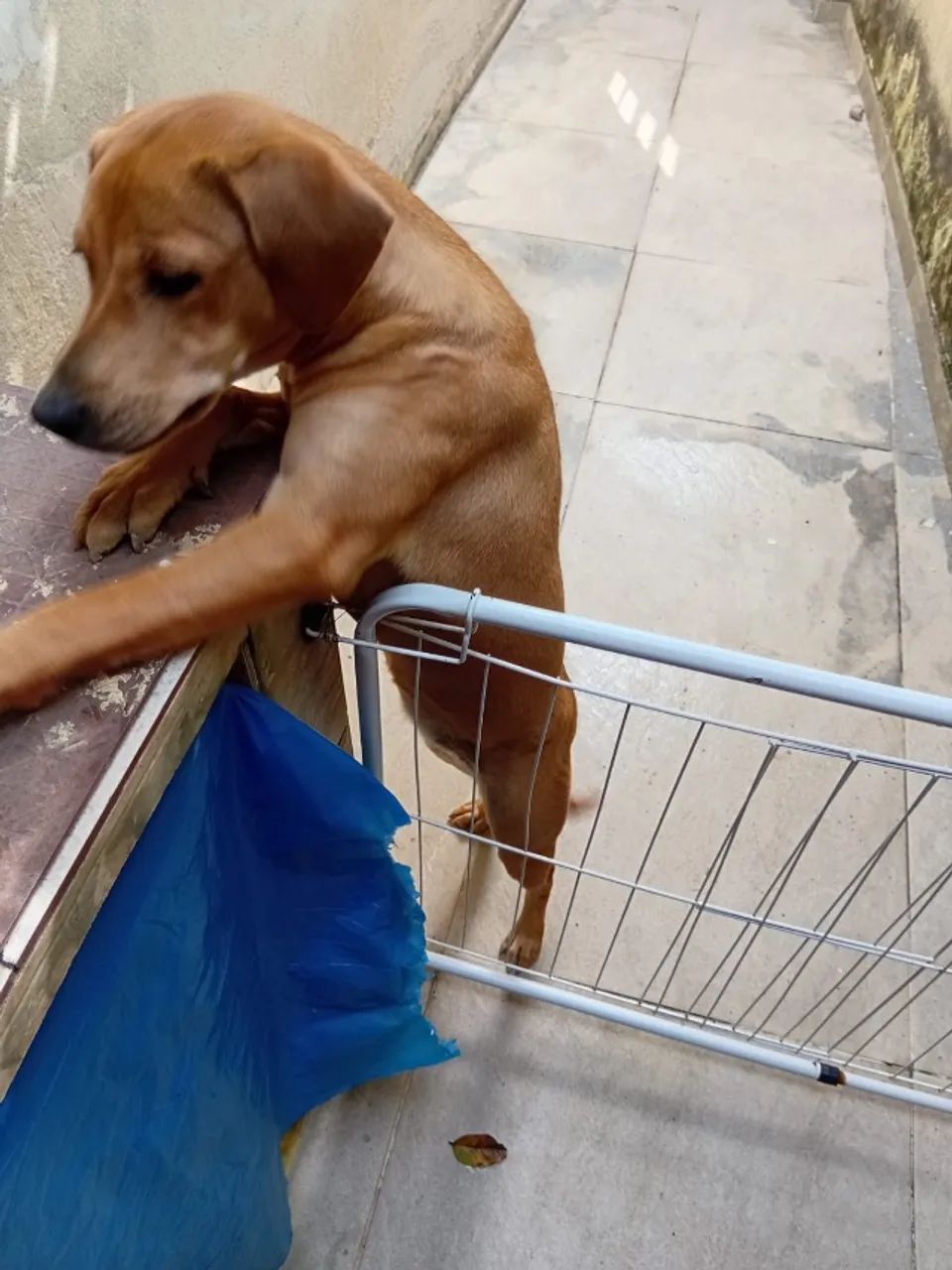 Doação de cachorro  - Foto 4