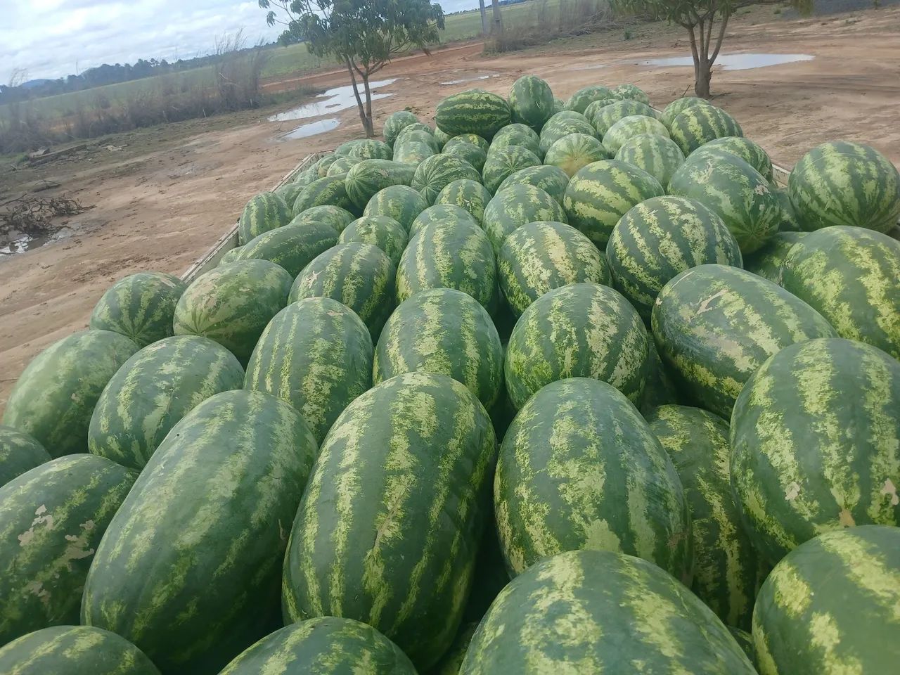 Vendemos melancia no atacado  