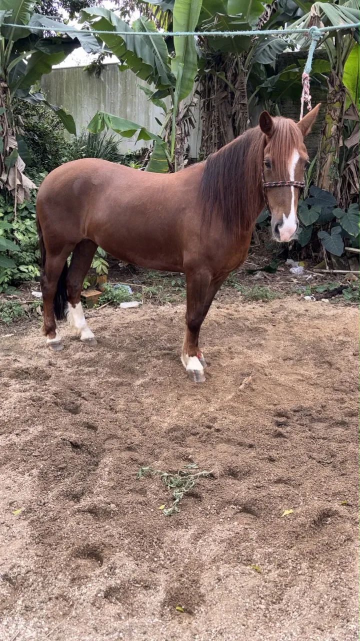 Égua crioula 