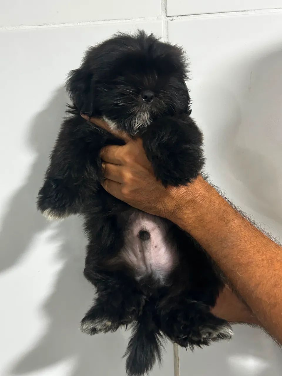 Bicho de estimação  - Foto 4