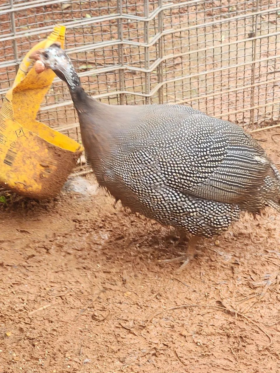 Galinha Angola - Foto 2